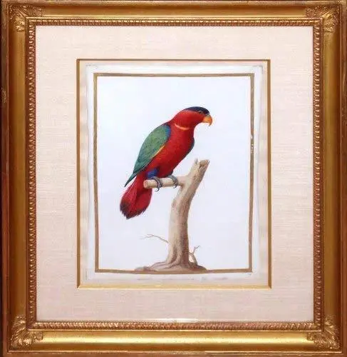Fictitious Parrot – Surrealist Avian Illustration Print 1