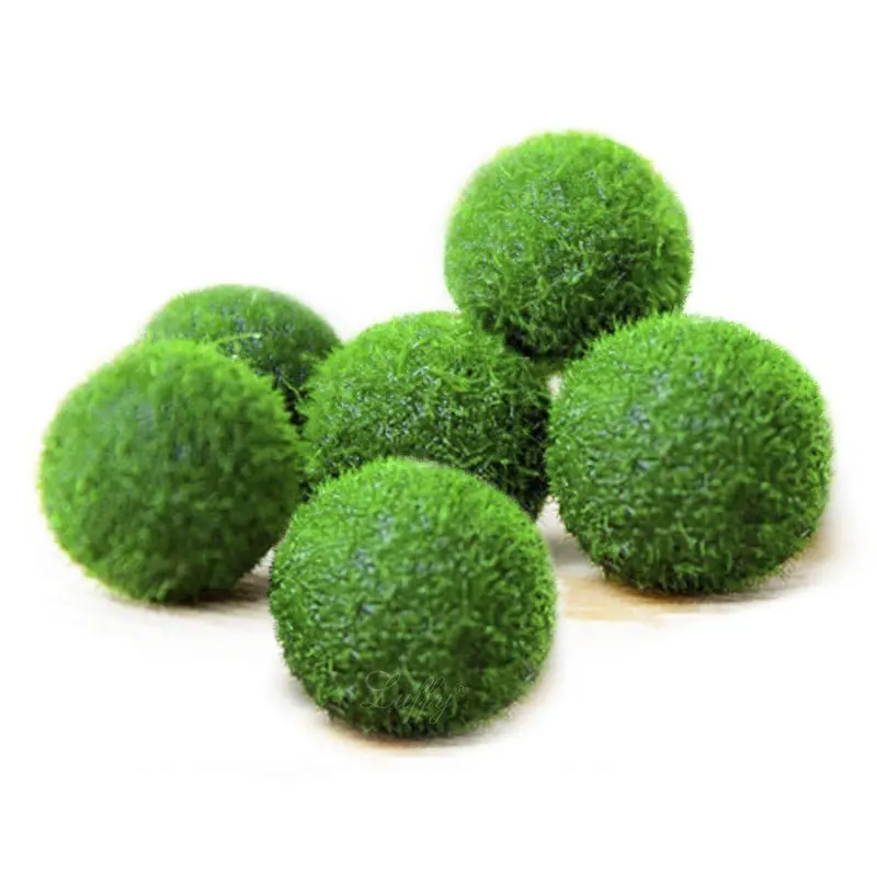 Luffy Marimo Moss Balls – Hand-Rolled 0.4-Inch Live Aquatic Plants For Luck, Low-Maintenance Care & Gifting 2